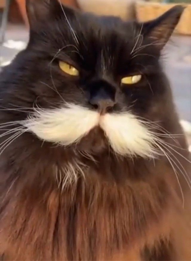 Черный кот с белыми усами и густой бородой