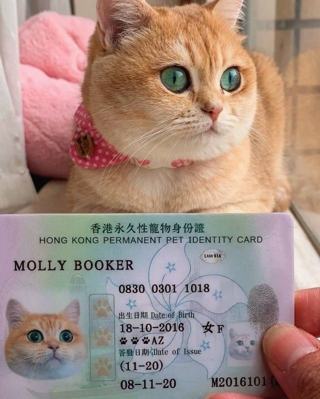 Гонконгская постоянная идентификационная карта питомца. Молли Букер. Дата рождения: 18-10-2016. Дата выдачи: 08-11-20.