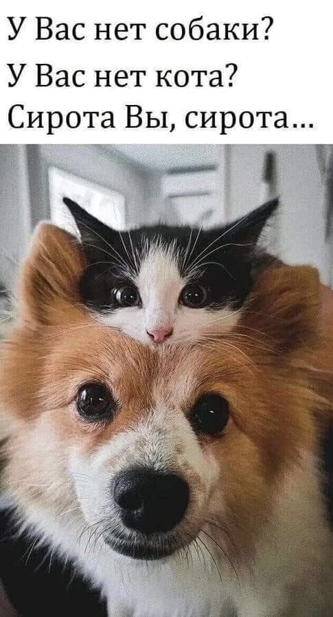 У Вас нет собаки? У Вас нет кота? Сирота Вы, сирота...