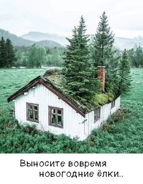 Выносите вовремя новогодние ёлки..