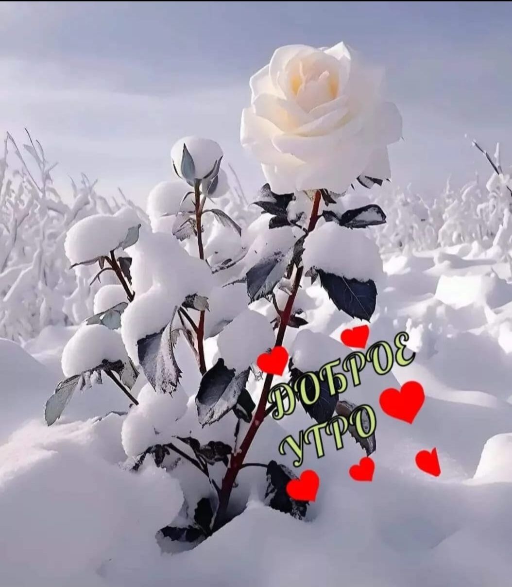 Доброе утро