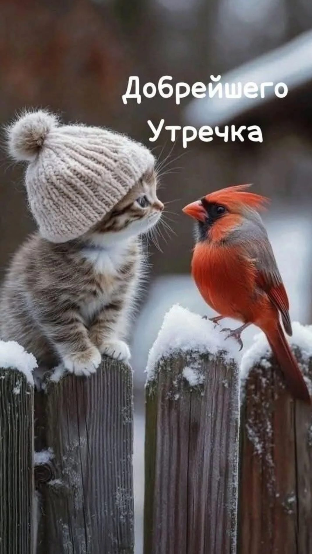 Добрейшего Утречка