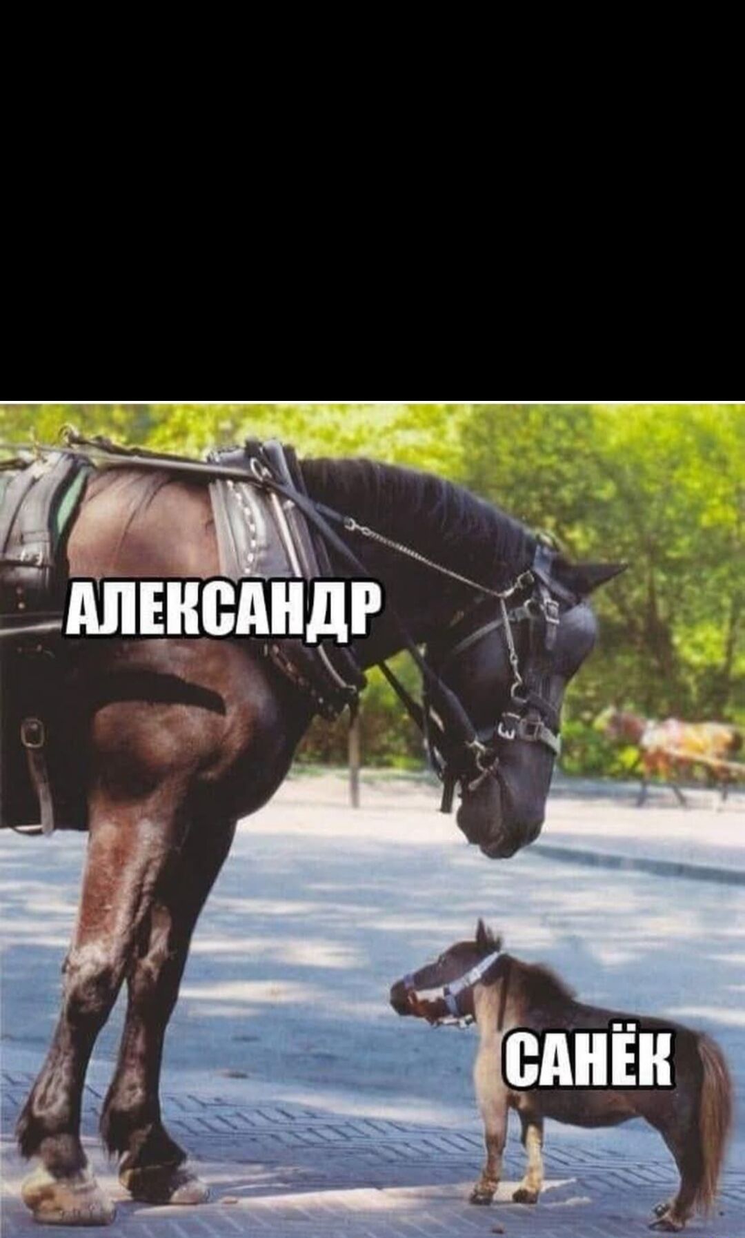 АЛЕКСАНДР
САНЁК