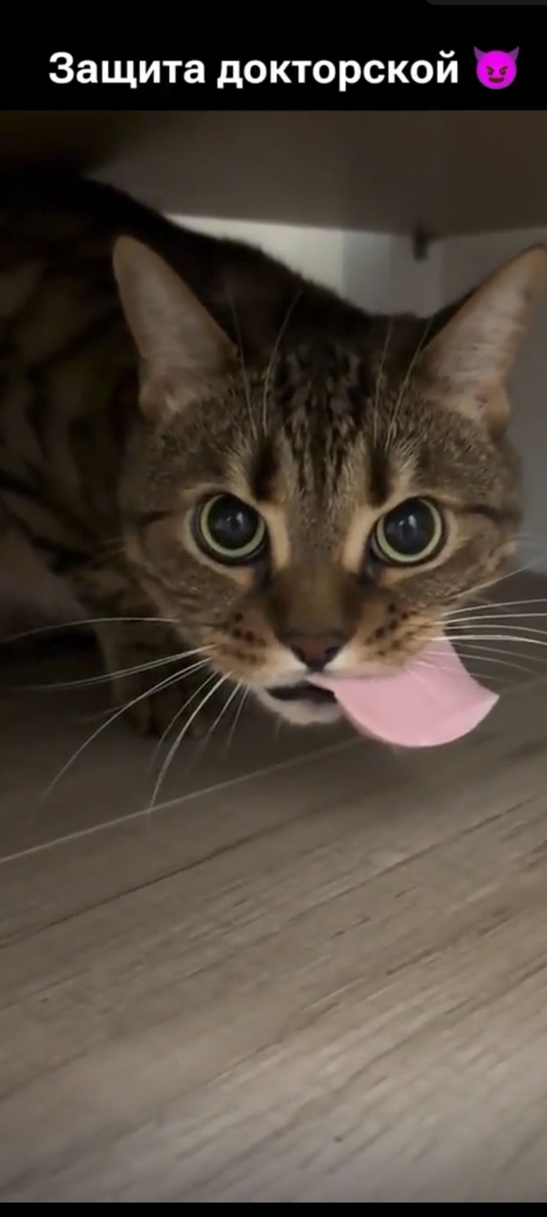 Защита докторской