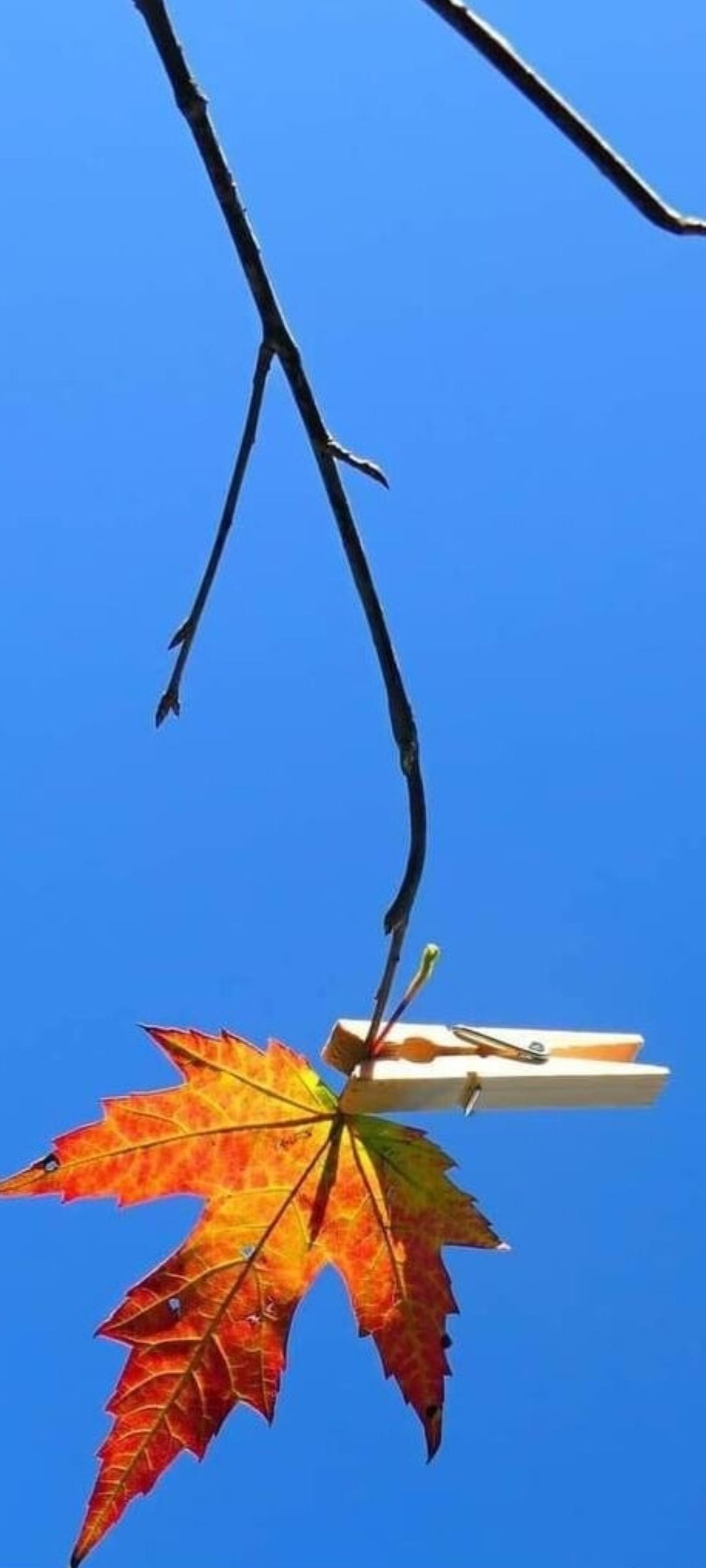 Осенняя листва на ветке с прищепкой на ярко-синем небе