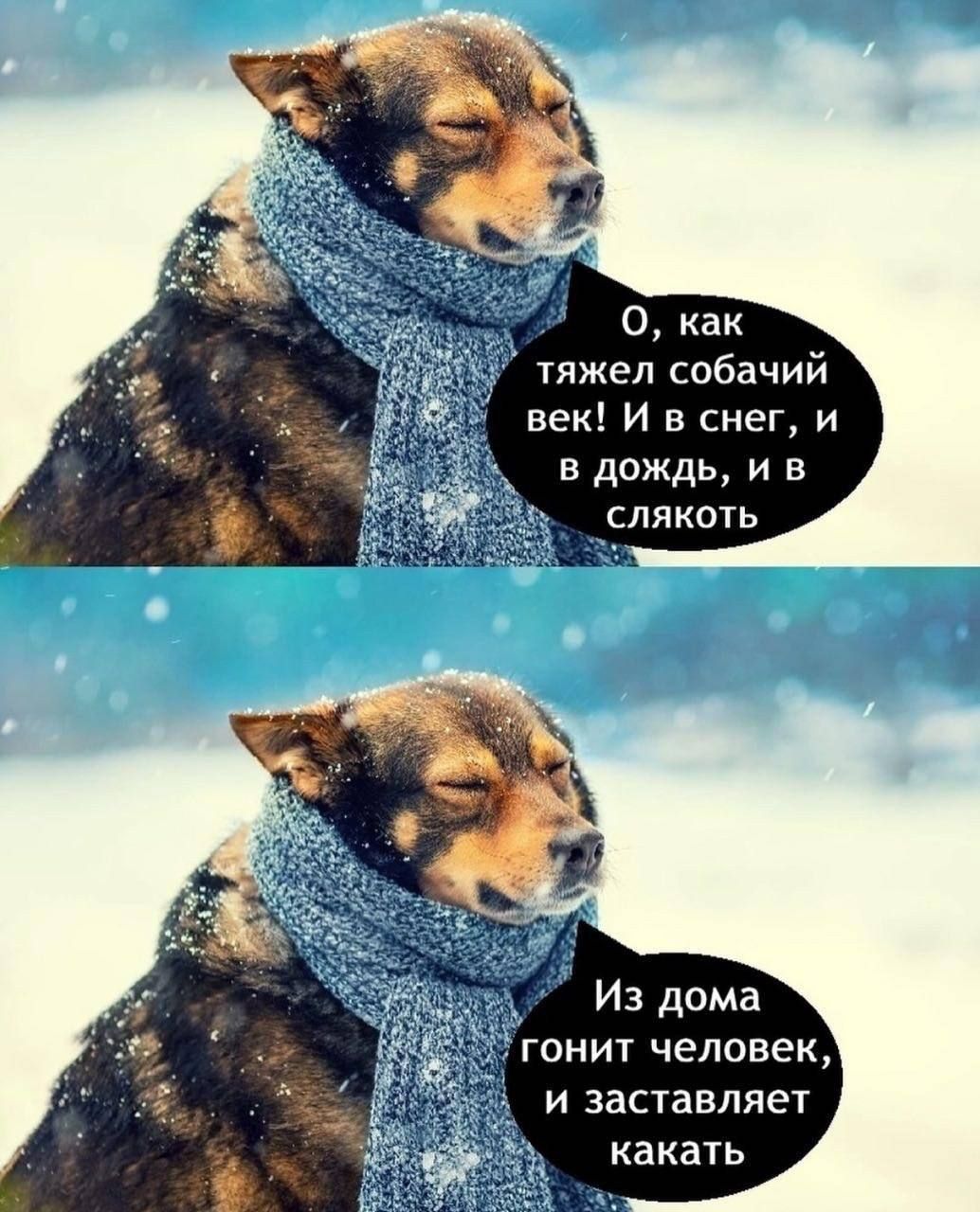 О, как тяжёлел собачий век! И в снег, и в дождь, и в слякоть. Из дома гонит человек, и заставляет каκать