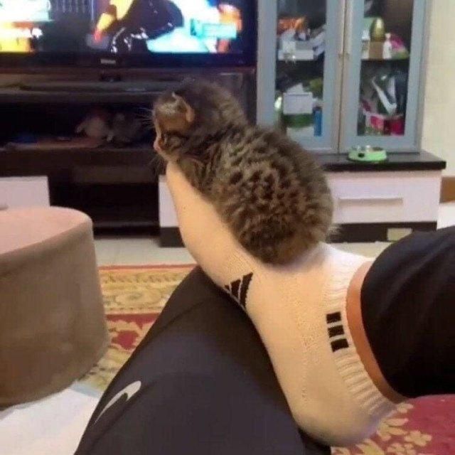Маленький котёнок сидит на носке у человека на фоне телевизора