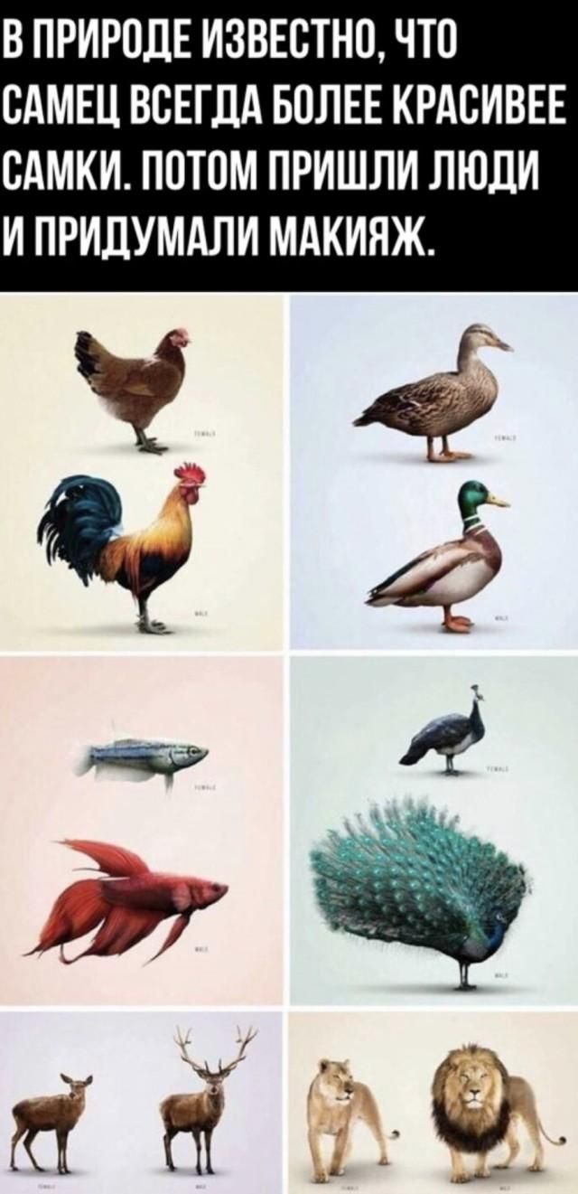 В природе известно, что самец всегда более красивее самки. Потом пришли люди и придумали макияж.