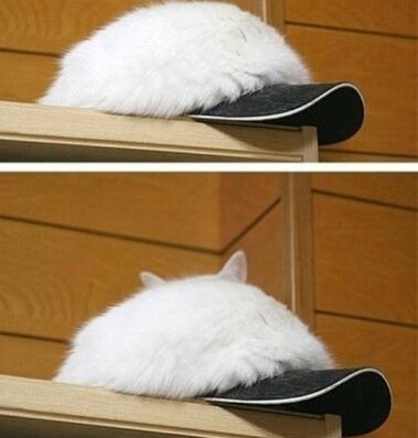 Белый пушистый кот прячет мордочку за кроссовком на столе, две ракурса кадра