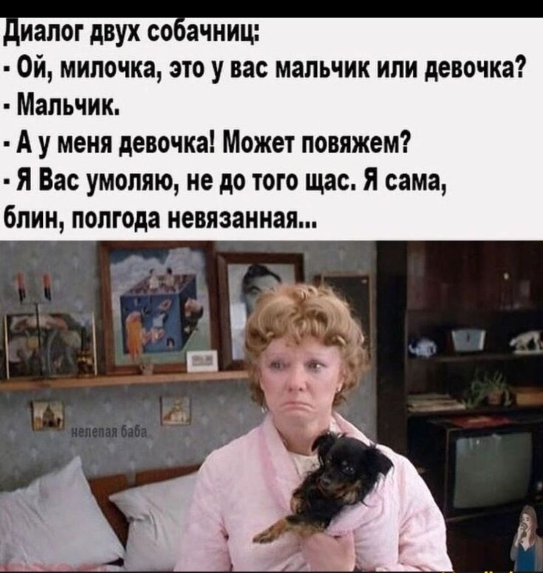 Диалог двух собачнич: - Ой, милочка, это у вас мальчик или девочка? - Мальчик. - А у меня девочка! Может повяжем? - Я Вас умоляю, не до того час. Я сама, блин, полгода невязянная...