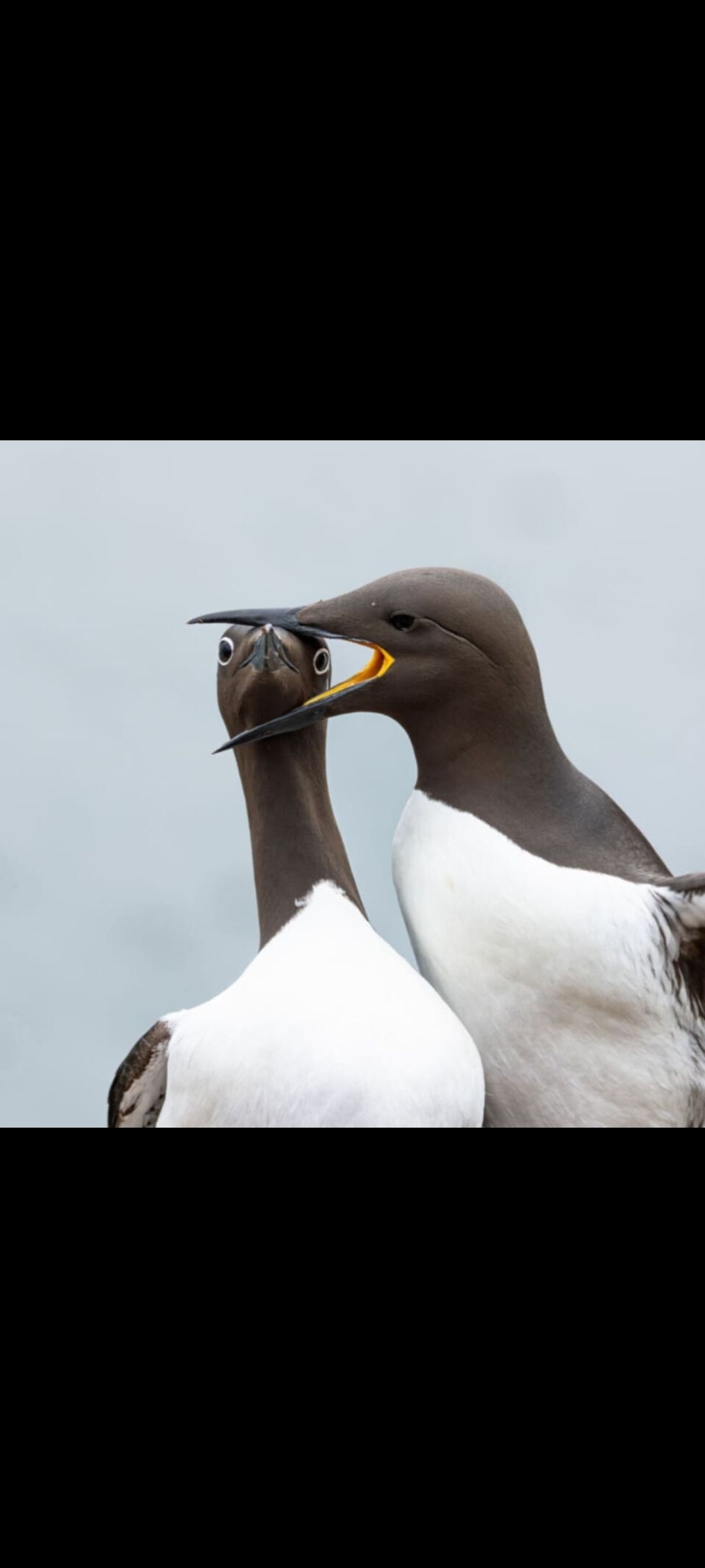 Две морские птицы на фоне неба, одна с открытым клювом.