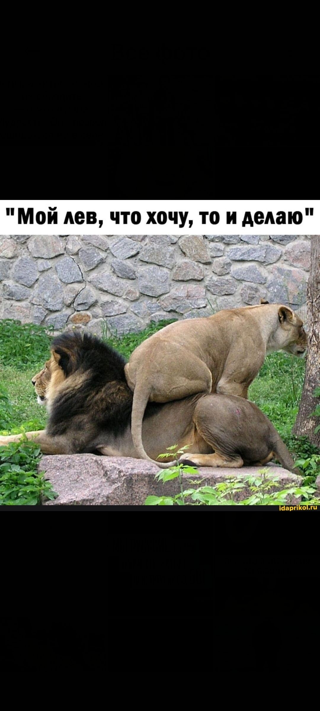 Мой лев, что хочу, то и делаю