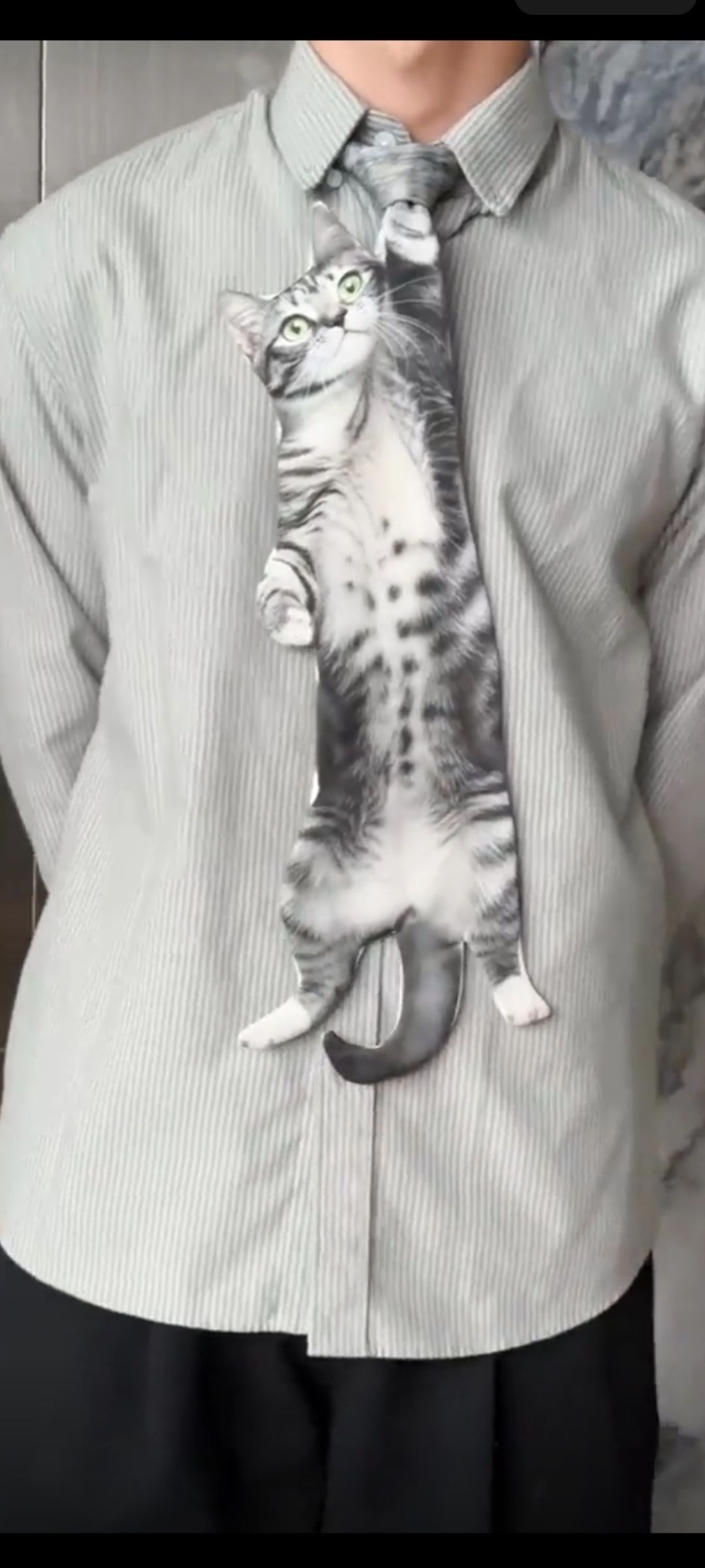Кот на рисунном галстуке, висит как бант на груди костюмной рубашки.