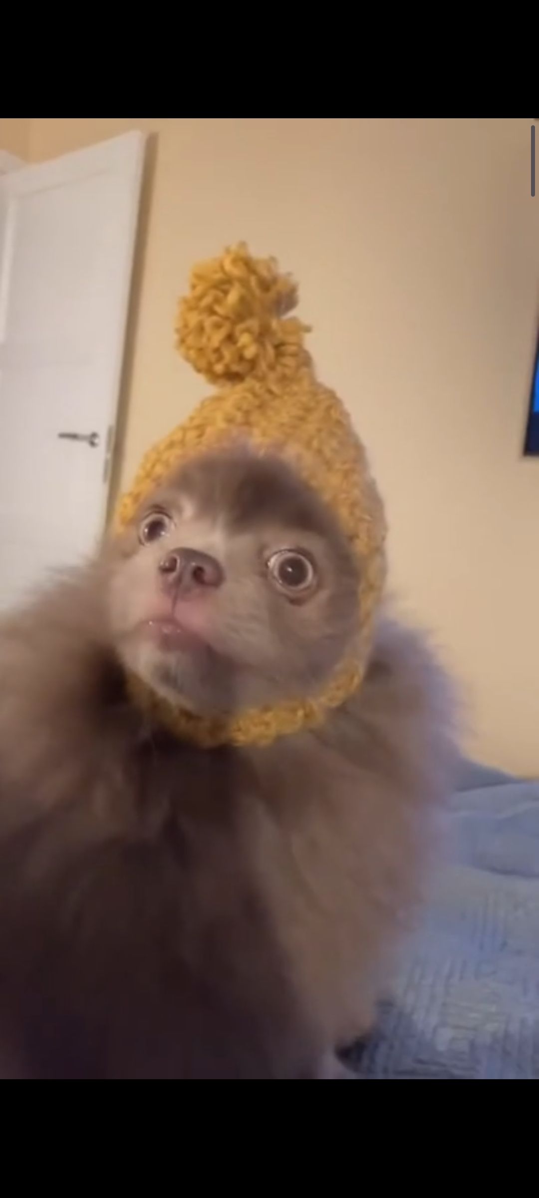 Питомец в яркой желтой шапке с помпоном, смотрящий вверх