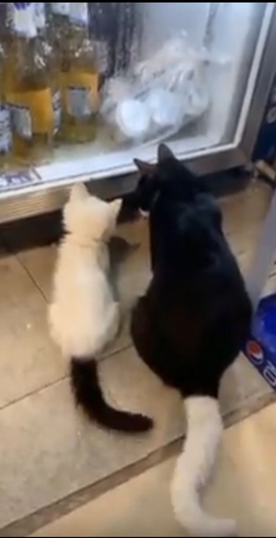 Две кошки, белая и черная, смотрят в холодильник.