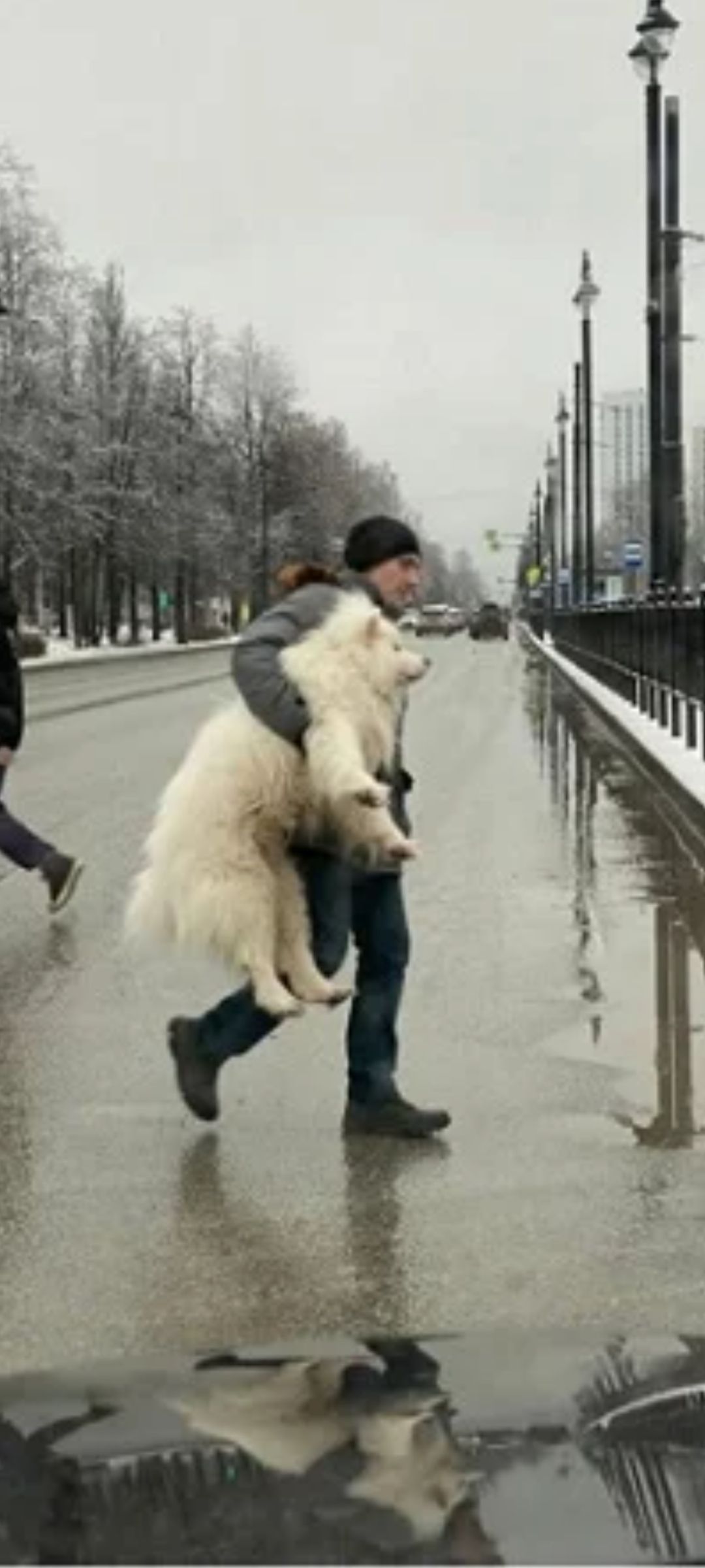 Мужчина несет на рукaх белого пса на мокрой улице в холодную погоду.