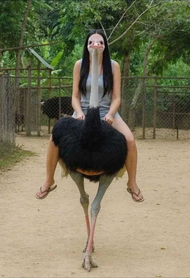 Девушка сидит верхом на страусе на открытой площадке