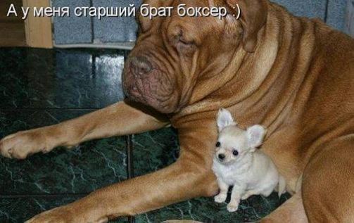 А у меня старший брат боксёр.)
