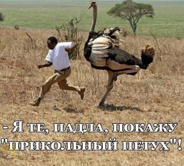 - Я ТЕ, ПАДЛА, ПОКАЖУ 