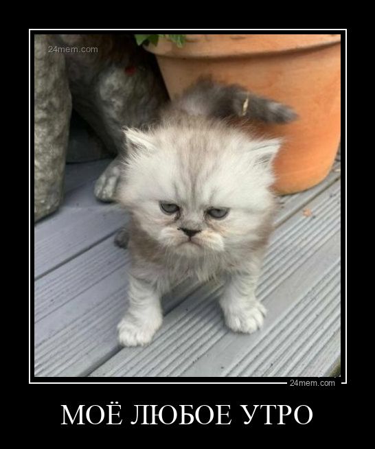 МОЁ ЛЮБОЕ УТРО
