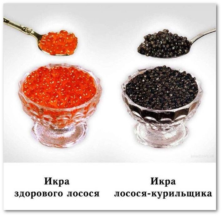 Икра здорового лосося
Икра лосося-курильщика