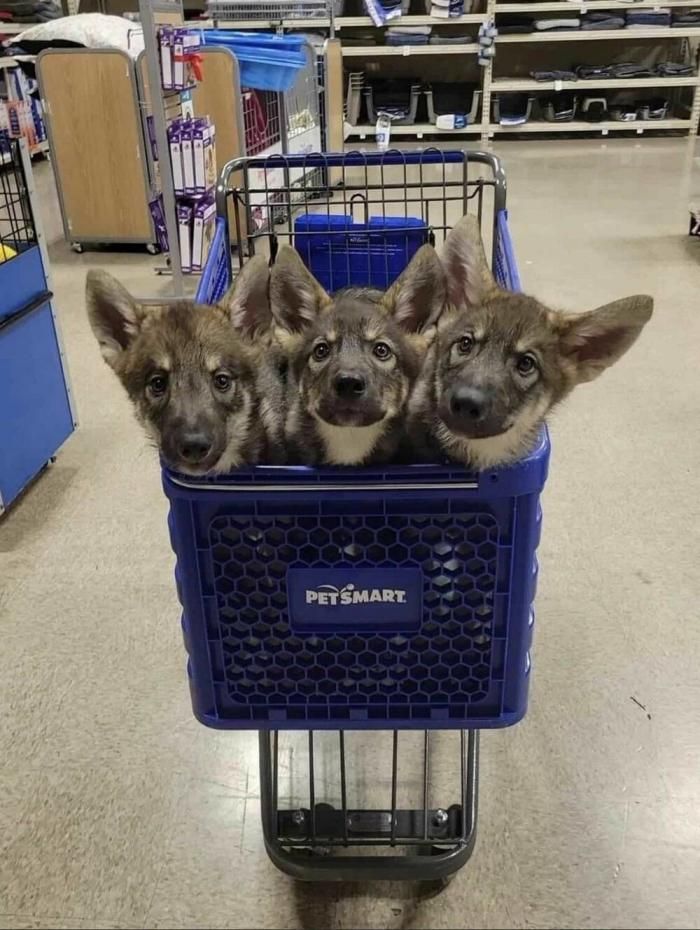 PETSMART