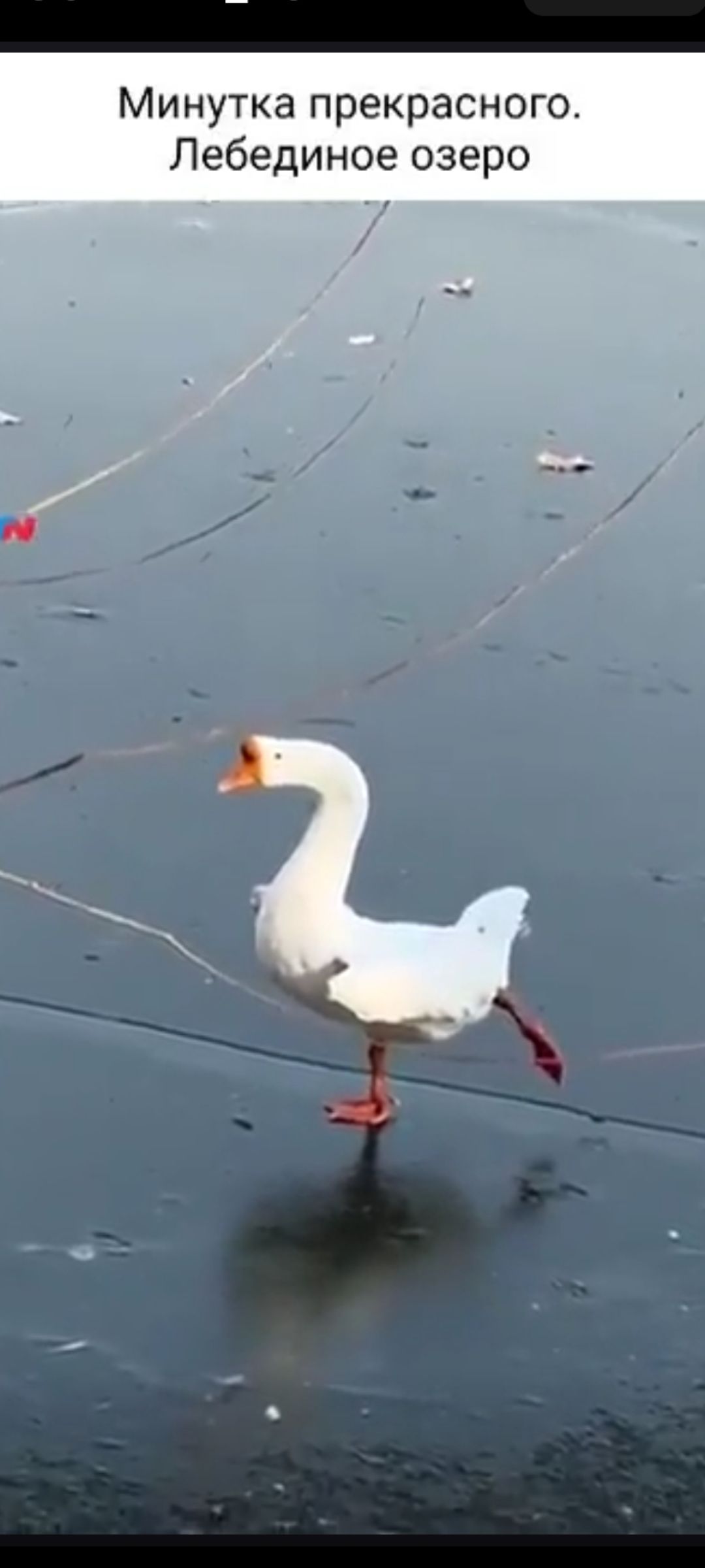 Минутка прекрасного.\nЛебединое озеро