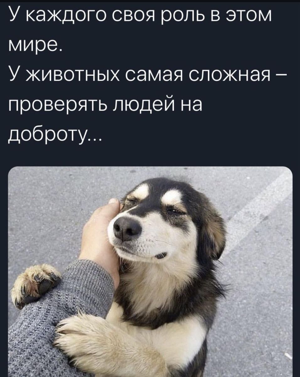 У каждого своя роль в этом мире. У животных самая сложная – проверять людей на доброту...