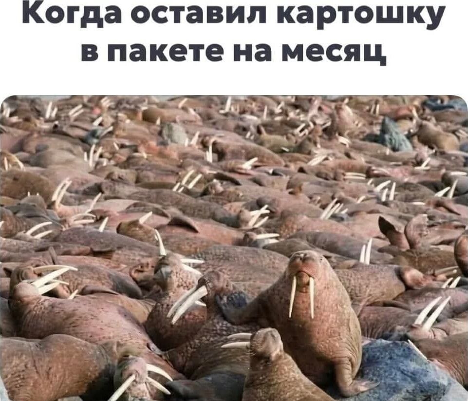 Когда оставил картошку в пакете на месяц