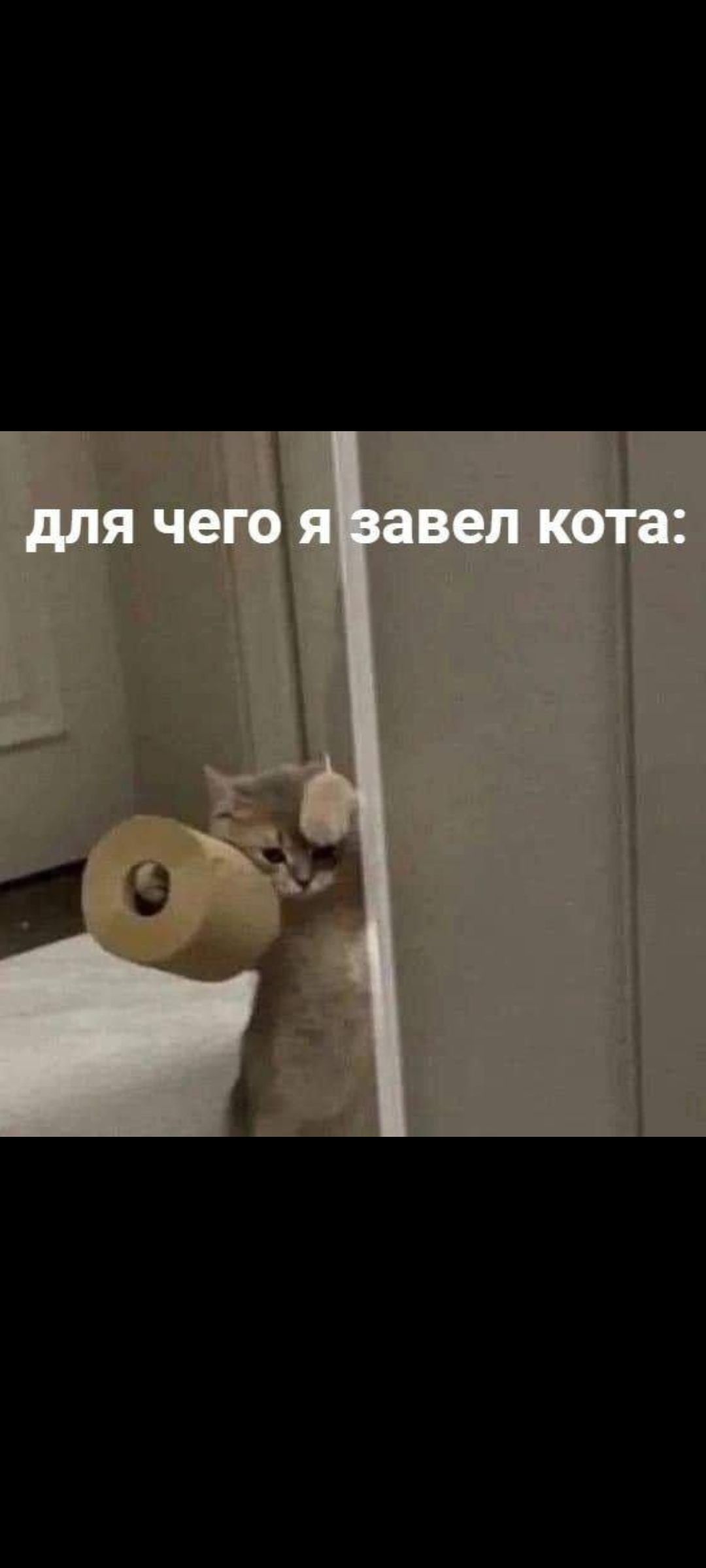 для чего я завел кота: