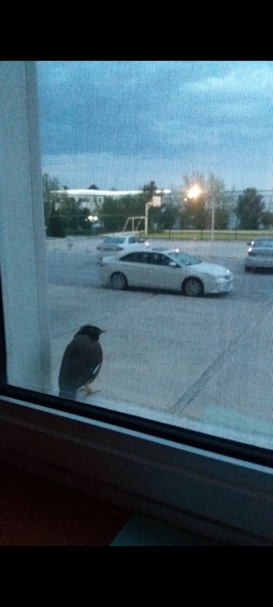 Ворона сидит на подоконнике у окна, на улице машина и парковка