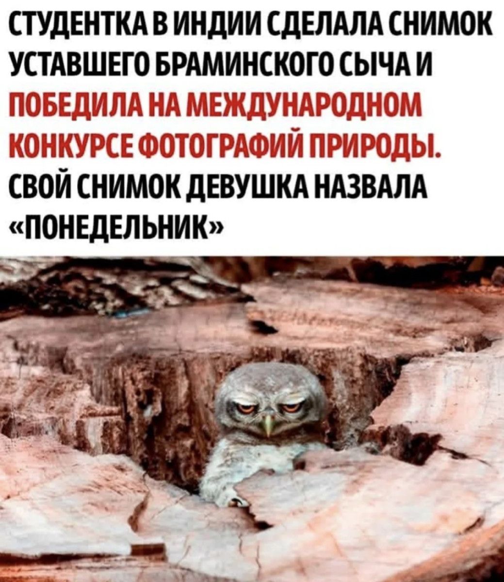 Студентка в Индии сделала снимок уставшего браминиского сыча и победила на международном конкурсе фотографий природы. Свой снимок девушка назвала «Понедельник»