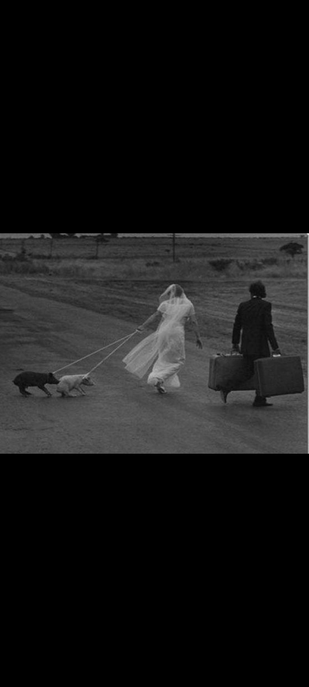 Черно-белое фото: невеста в платье идёт с вывязанной фатой, держит поводки двух собак; мужчина в костюме тащит чемоданы и идёт рядом.