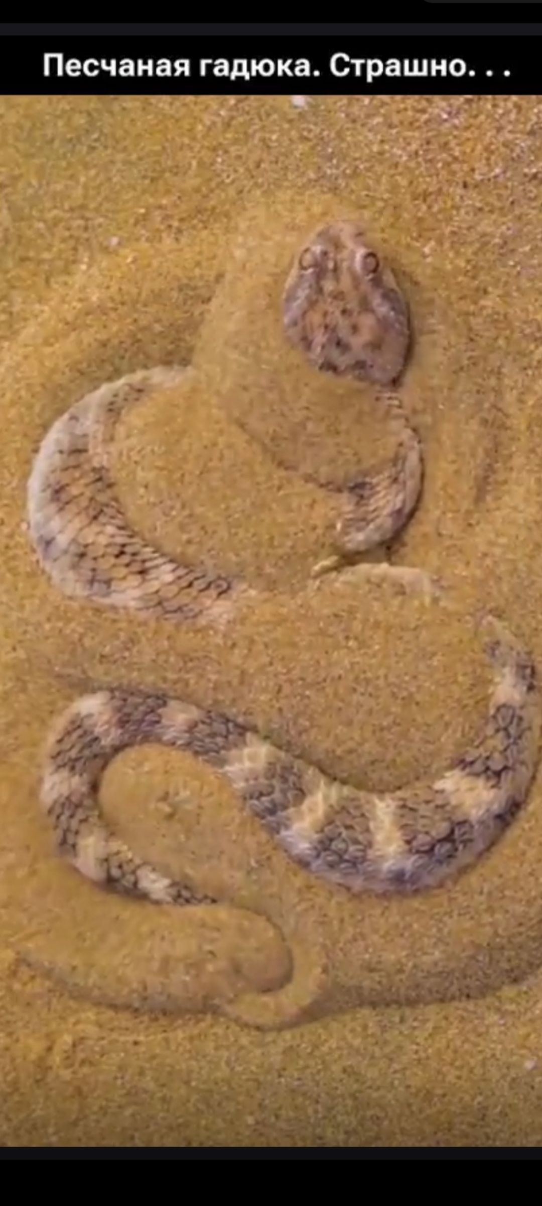 Песчаная гадюка. Страшно . . .
