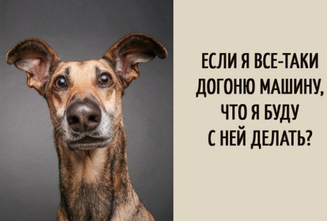 ЕСЛИ Я ВСЕ ТАКИ ДОГОНЮ МАШИНУ что я вуду НЕЙ ДЕЛАТЬ