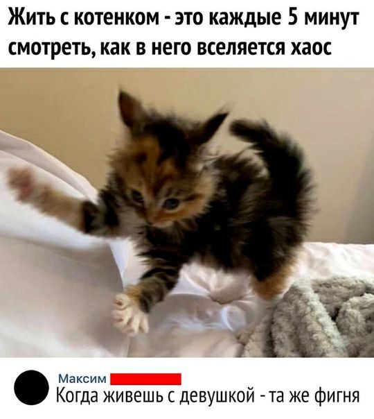 ЖИТЬ С КОТЕНКОМ ЭТО каждые 5 МИНУТ смотреть как В НЕГО ВСЕЛЯЕТСЯ хаос Максим Когда живешь с девушкой та же фигня