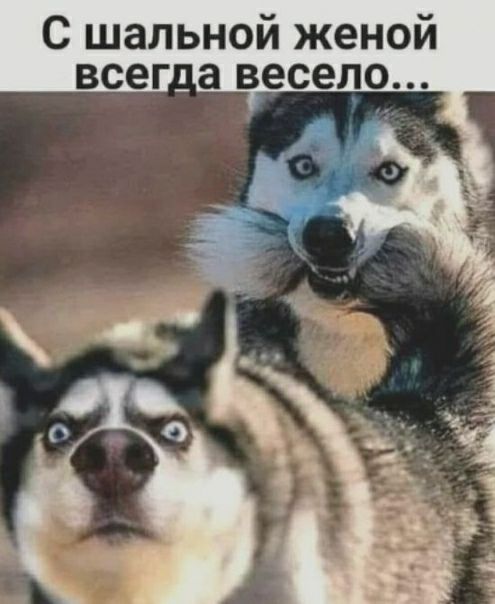 С шальной женой все _а весело