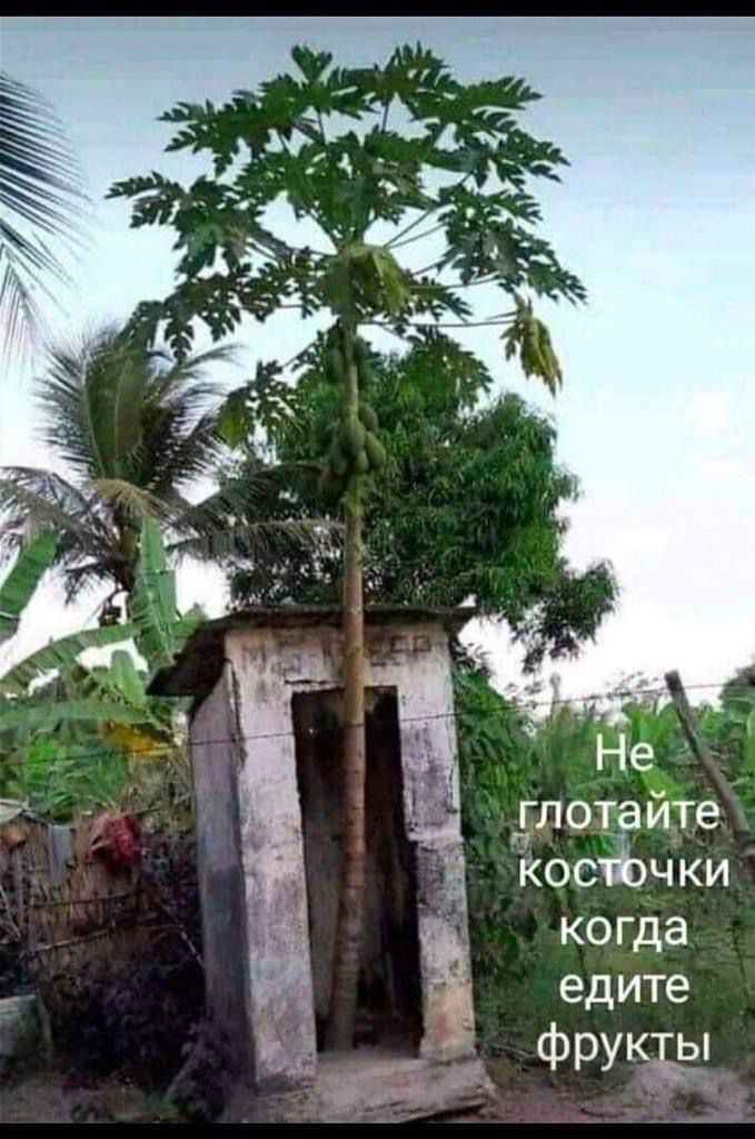 Не глотайте косточки когда едите фрукты