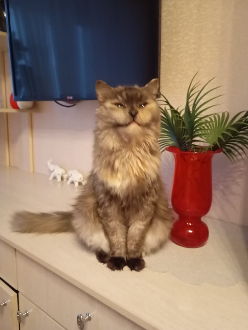 Пушистый кот сидит на кухонной поверхности; рядом красная ваза с растением, на фоне — телевизор и мелкие декоративные фигурки.