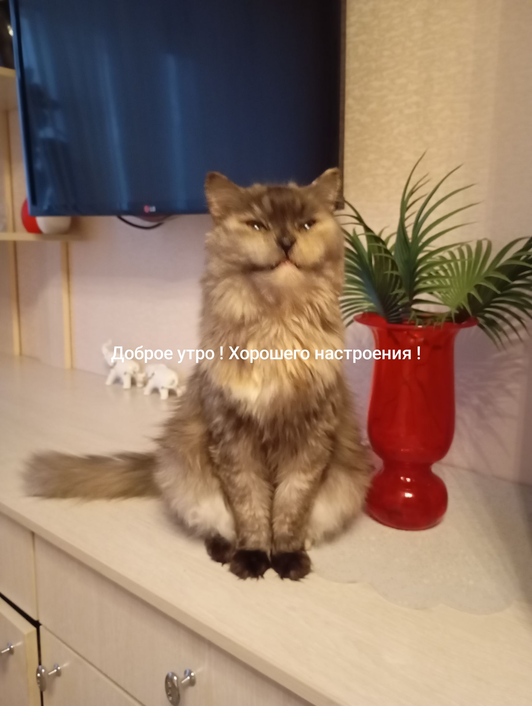 Доброе утро! Хорошего настроения!