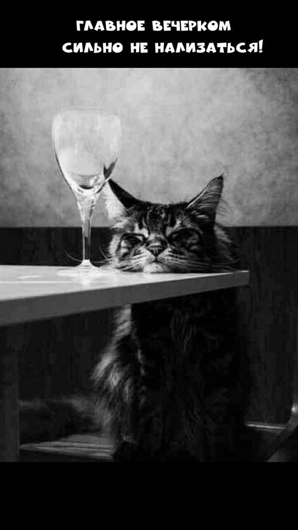 ГЛАВНОЕ ВЕЧЕРКОМ СИЛЬНО НЕ НАЛИЗАТЬСЯ!