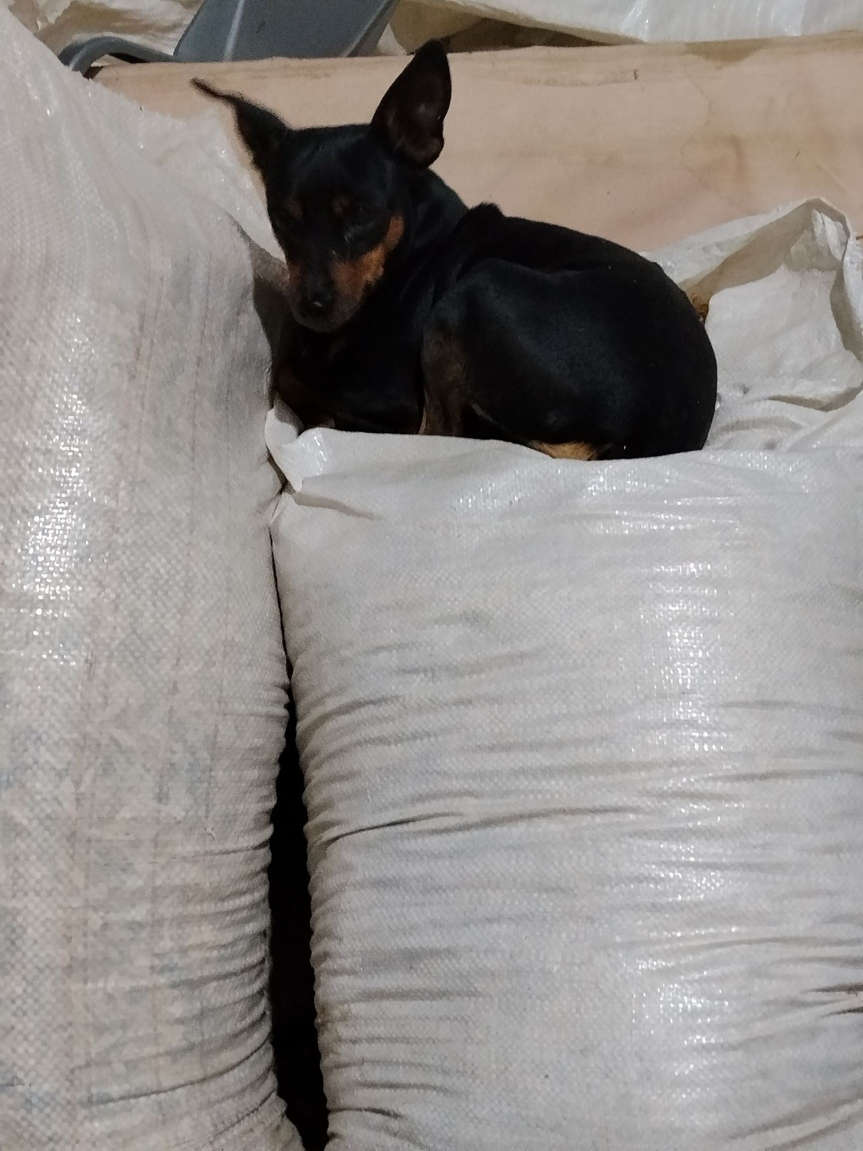 Маленькая собачка черного окраса сидит на белых мешках внутри помещения.