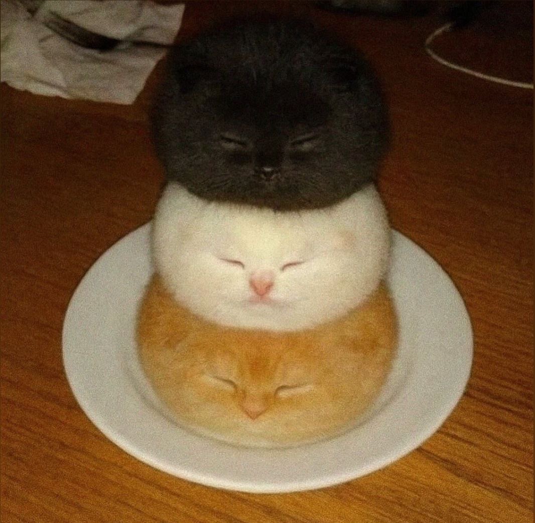 Три кота, сложенных друг на друга, головы над одной тарелкой.