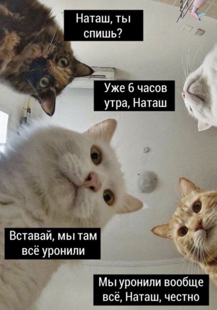 Наташ, ты спишь? Уже 6 часов утра, Наташ. Вставай, мы там всё уронили. Мы уронили вообще всё, Наташ, честно