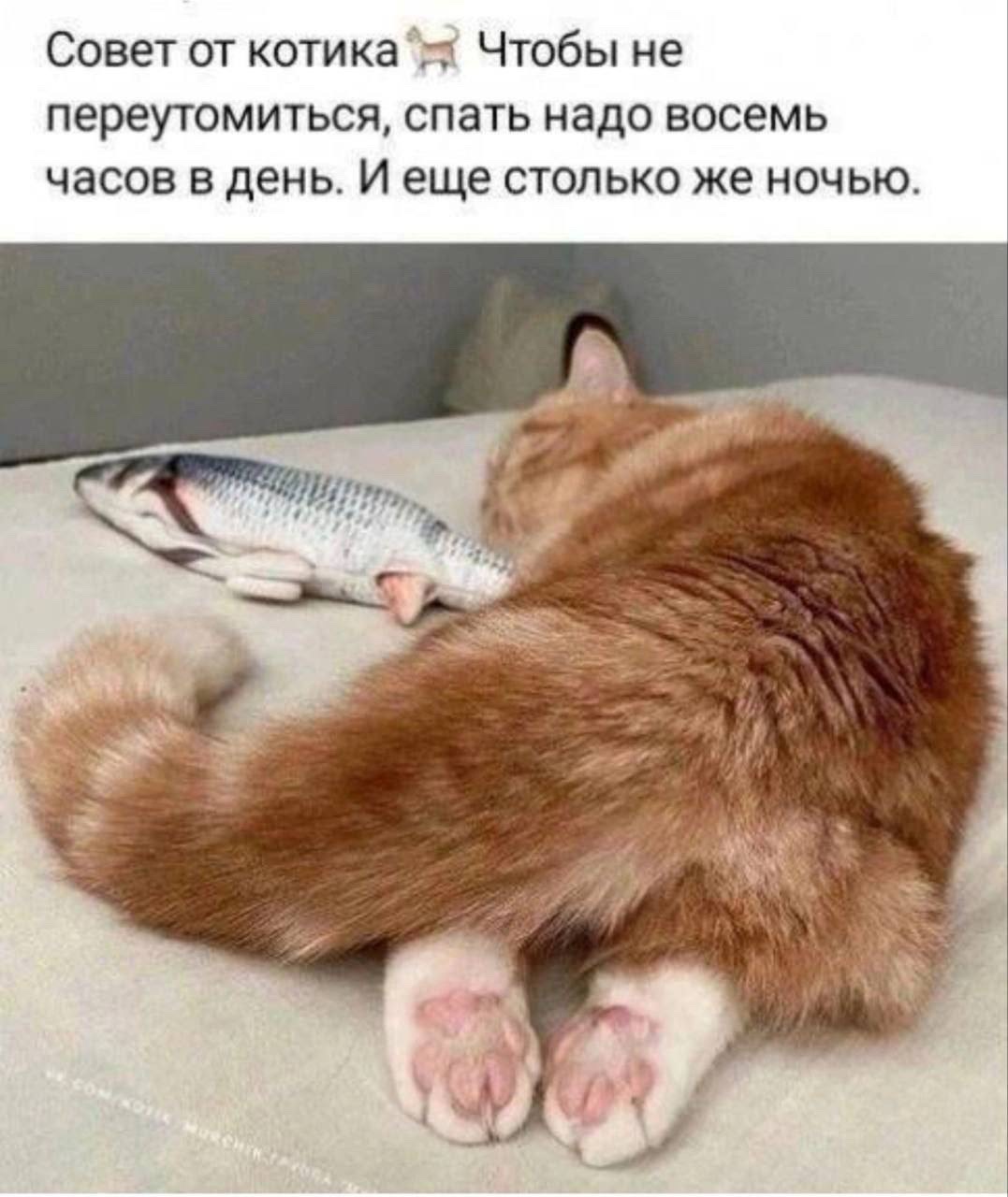 Совет от котика Чтобы не переутомиться, спать надо восемь часов в день. И еще столько же ночью.