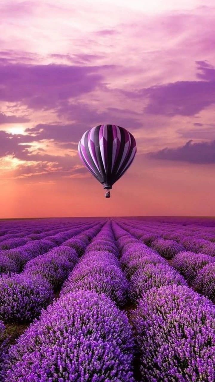 Воздушный шар над лавандовым полем на закате.