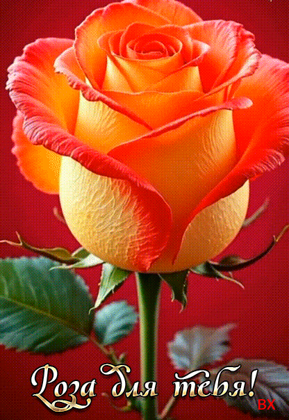 Роза для тебя!