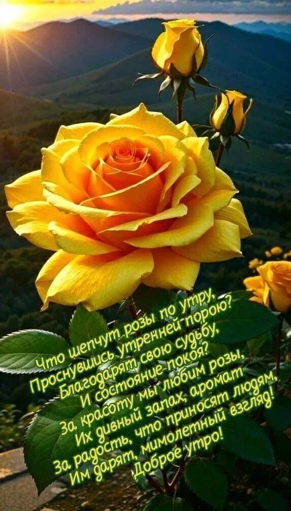 Что шепчут розы по утру, Проснувшись умрёт порою, Благодарят свою породу И светят судьбу. За красоту мы любим розы, Их дивный запах, аромат Им дарят милым людям. Доброе утро!