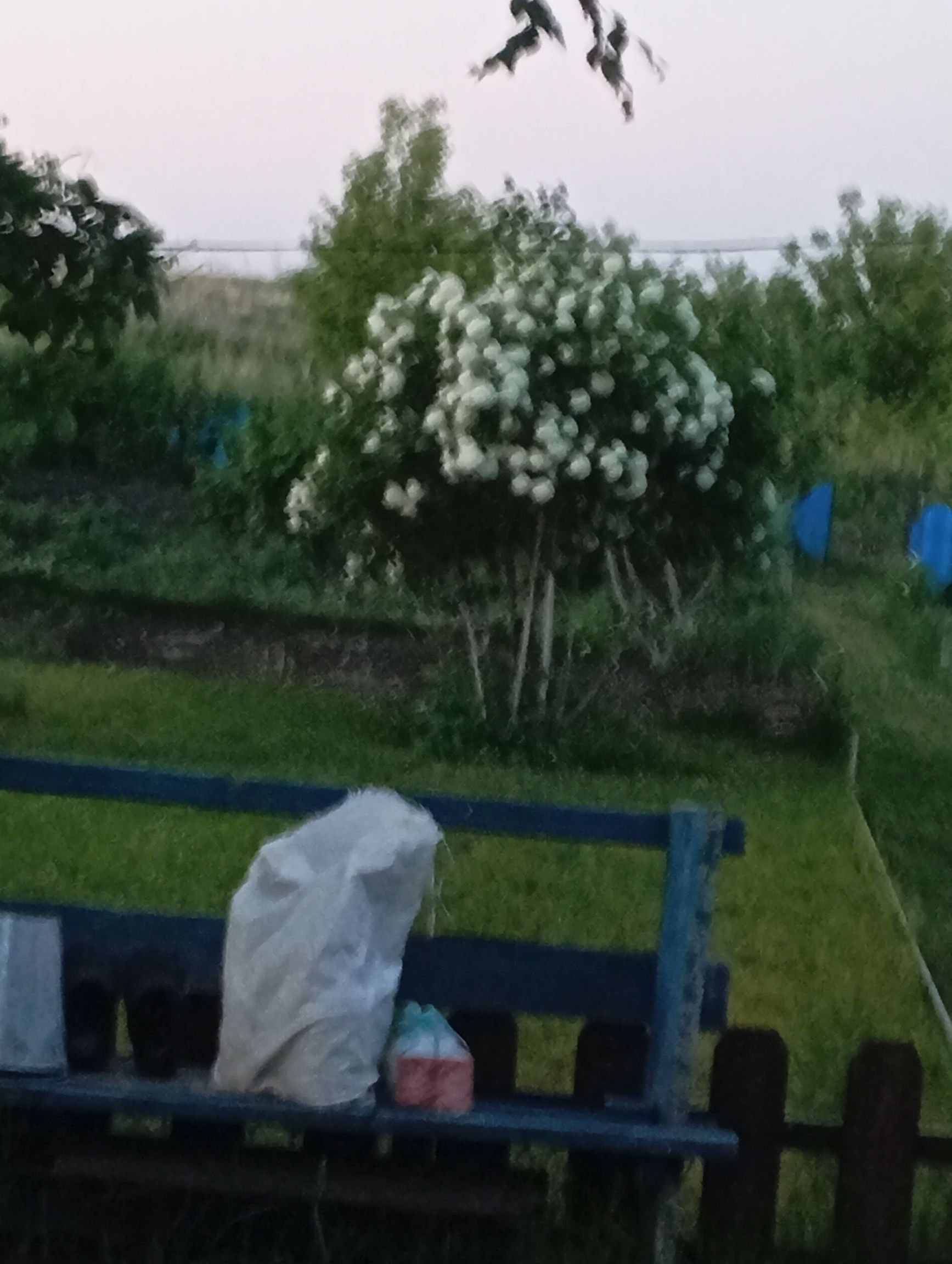 Сад с цветущим кустом и скамейкой на переднем плане