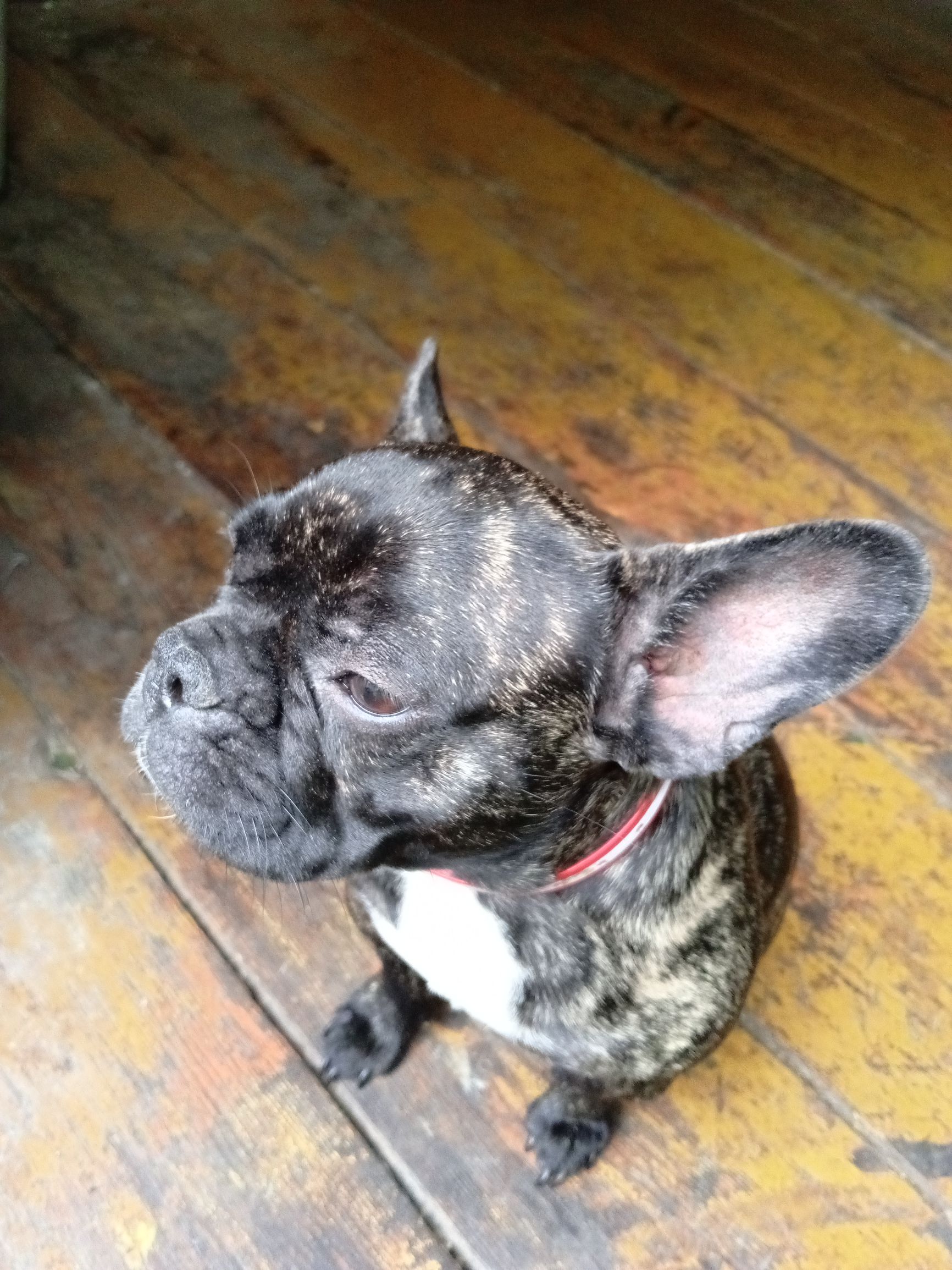 Маленькая собака с крупными ушами сидит на деревянном полу; у неё темная шерсть с белым на груди и красный ошейник.